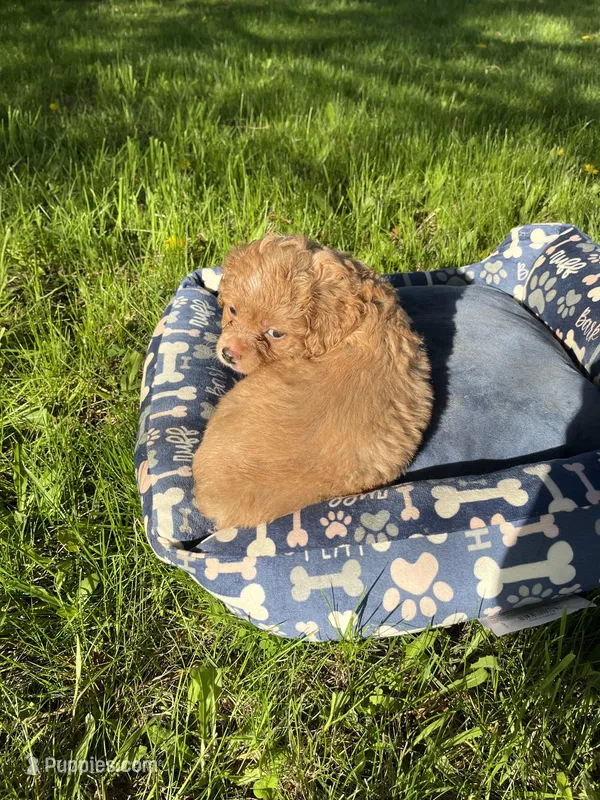 Red Boy – Yorkipoo, Yorkshire Terrier puppy for sale in Rochester, NY