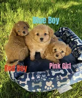 Red Boy, a male Yorkipoo and Yorkshire Terrier for sale in Rochester, NY – 2 of 4