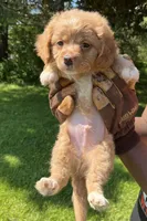 Red Boy, a male Yorkshire Terrier and Poodle - Toy  for sale in Rochester, NY – 6 of 8