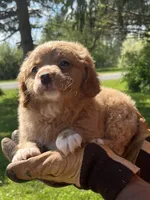 Red Boy, a male Yorkshire Terrier and Poodle - Toy  for sale in Rochester, NY – 7 of 8