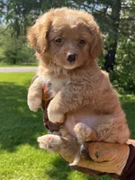 Red Boy, a male Yorkshire Terrier and Poodle - Toy  for sale in Rochester, NY – 4 of 8