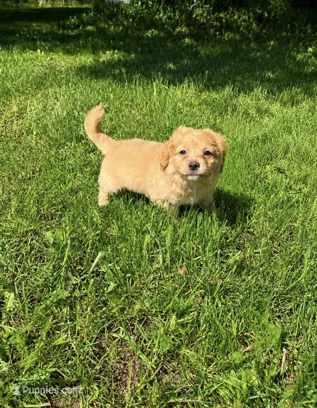 Blue Boy – Yorkshire Terrier, Poodle - Toy  puppy for sale in Rochester, NY