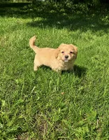 Blue Boy, a male Yorkshire Terrier and Poodle - Toy  for sale in Rochester, NY – 1 of 10