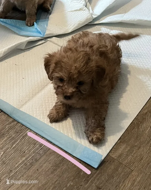 Pink Girl  – Yorkipoo, Yorkshire Terrier puppy for sale in Rochester, NY