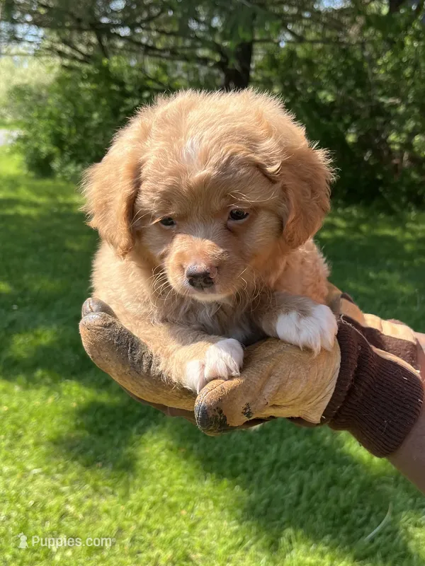 Red Boy – Yorkshire Terrier, Poodle - Toy  puppy for sale in Rochester, NY