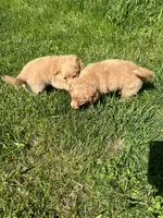 Red Boy, a male Yorkshire Terrier and Poodle - Toy  for sale in Rochester, NY – 8 of 8