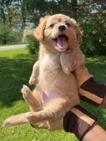 Blue Boy, a male Yorkshire Terrier and Poodle - Toy  for sale in Rochester, NY – 4 of 10