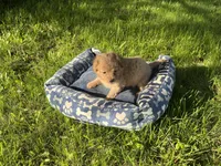 Blue Boy , a male Yorkipoo and Yorkshire Terrier for sale in Rochester, NY – 5 of 7