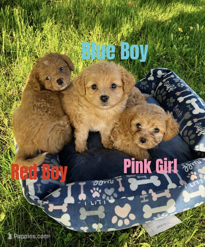Blue Boy  – Yorkipoo, Yorkshire Terrier puppy for sale in Rochester, NY