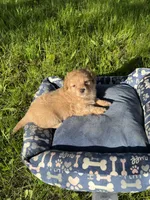 Blue Boy , a male Yorkipoo and Yorkshire Terrier for sale in Rochester, NY – 3 of 7