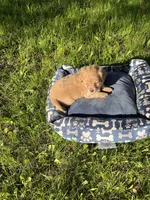 Blue Boy , a male Yorkipoo and Yorkshire Terrier for sale in Rochester, NY – 7 of 7