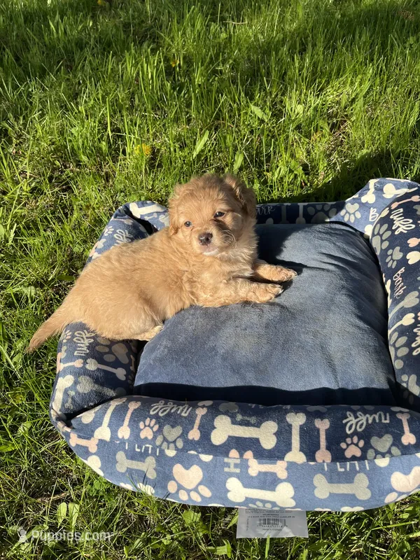Blue Boy  – Yorkipoo, Yorkshire Terrier puppy for sale in Rochester, NY