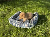 Blue Boy , a male Yorkipoo and Yorkshire Terrier for sale in Rochester, NY – 4 of 7