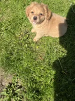 Blue Boy, a male Yorkshire Terrier and Poodle - Toy  for sale in Rochester, NY – 8 of 10