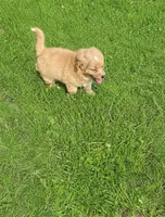 Red Boy, a male Yorkshire Terrier and Poodle - Toy  for sale in Rochester, NY – 3 of 8