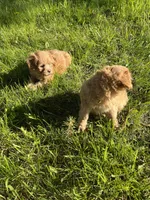 Pink Girl , a female Yorkipoo and Yorkshire Terrier for sale in Rochester, NY – 4 of 5
