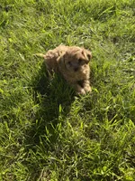 Pink Girl , a female Yorkipoo and Yorkshire Terrier for sale in Rochester, NY – 5 of 5