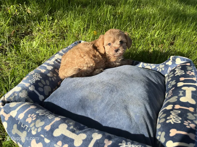 Pink Girl  – Yorkipoo, Yorkshire Terrier puppy for sale in Rochester, NY