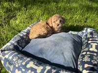 Pink Girl , a female Yorkipoo and Yorkshire Terrier for sale in Rochester, NY – 1 of 5