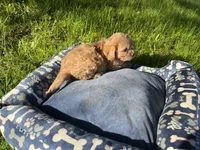 Pink Girl , a female Yorkipoo and Yorkshire Terrier for sale in Rochester, NY – 3 of 5