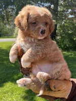 Red Boy, a male Yorkshire Terrier and Poodle - Toy  for sale in Rochester, NY – 5 of 8
