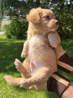 Blue Boy, a male Yorkshire Terrier and Poodle - Toy  for sale in Rochester, NY – 7 of 10