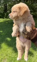 Blue Boy, a male Yorkshire Terrier and Poodle - Toy  for sale in Rochester, NY – 5 of 10