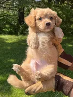 Blue Boy, a male Yorkshire Terrier and Poodle - Toy  for sale in Rochester, NY – 3 of 10