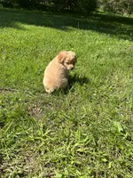 Blue Boy, a male Yorkshire Terrier and Poodle - Toy  for sale in Rochester, NY – 9 of 10