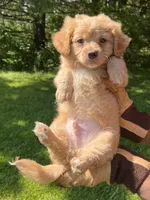 Blue Boy, a male Yorkshire Terrier and Poodle - Toy  for sale in Rochester, NY – 2 of 10