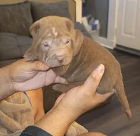 Aang, a male Chinese Shar-Pei for sale in Allentown, PA – 1 of 3