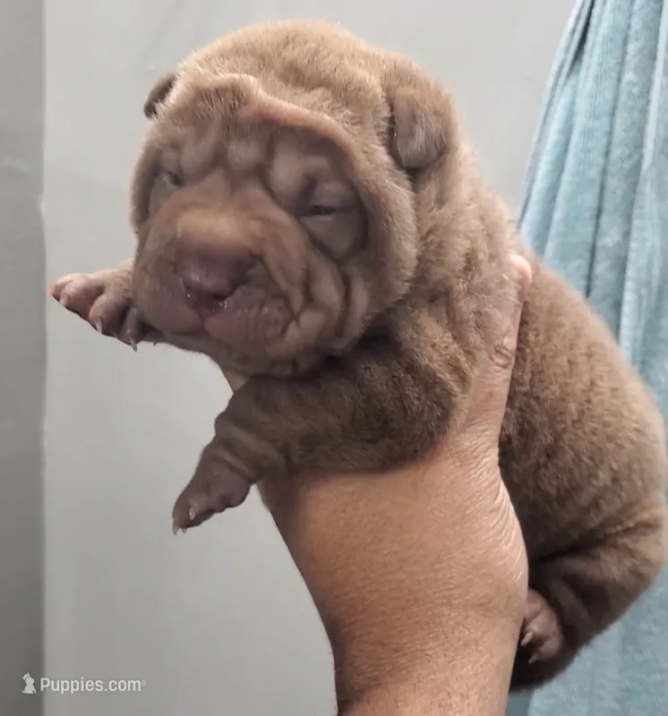 DJ Kalid – Chinese Shar-Pei puppy for sale in Allentown, PA
