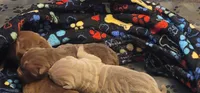 Thorne, a male Chinese Shar-Pei for sale in Lansford, PA – Photo 3 of 4
