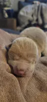 Thorne, a male Chinese Shar-Pei for sale in Lansford, PA – Photo 4 of 4