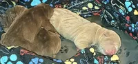 Thorne, a male Chinese Shar-Pei for sale in Lansford, PA – Photo 2 of 4