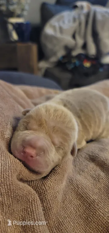 Thorne – Chinese Shar-Pei puppy for sale in Lansford, PA