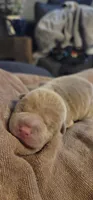 Thorne, a male Chinese Shar-Pei for sale in Lansford, PA – Photo 1 of 4