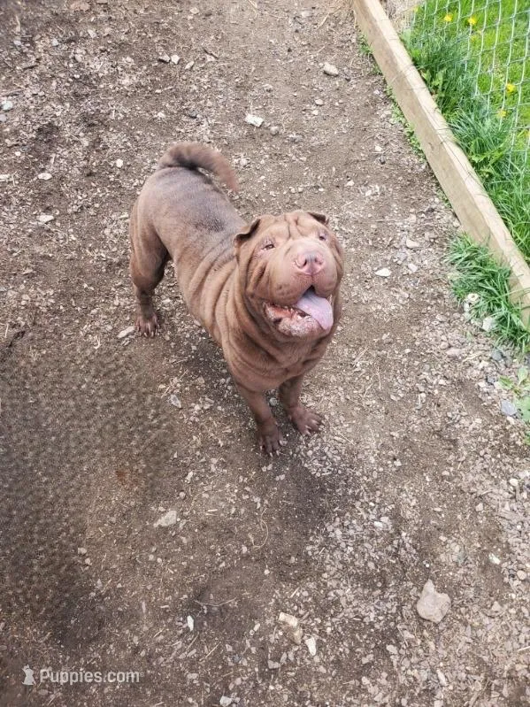 Bigums, a male Chinese Shar-Pei for sale in Lansford, PA – Photo 1 of 4