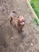 Bigums, a male Chinese Shar-Pei for sale in Lansford, PA – Photo 1 of 4