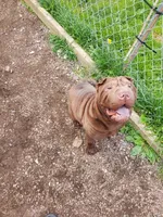 Bigums, a male Chinese Shar-Pei for sale in Lansford, PA – Photo 2 of 4