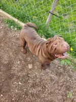 Bigums, a male Chinese Shar-Pei for sale in Lansford, PA – Photo 4 of 4