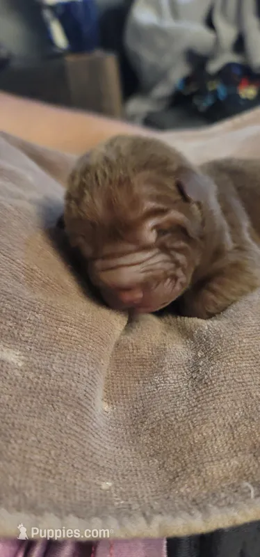 Rourke – Chinese Shar-Pei puppy for sale in Lansford, PA