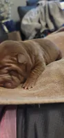 Rourke, a male Chinese Shar-Pei for sale in Lansford, PA – Photo 2 of 2
