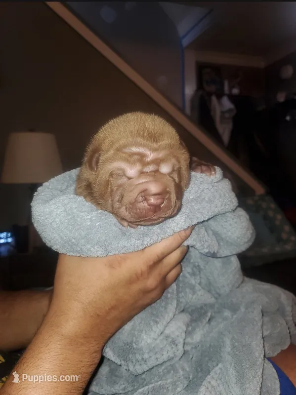 DJ Kalid – Chinese Shar-Pei puppy for sale in Allentown, PA