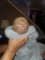 DJ Kalid, a male Chinese Shar-Pei for sale in Allentown, PA – 1 of 3