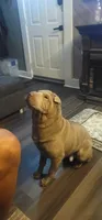 Ryker, a male Chinese Shar-Pei for sale in Allentown, PA – 2 of 3