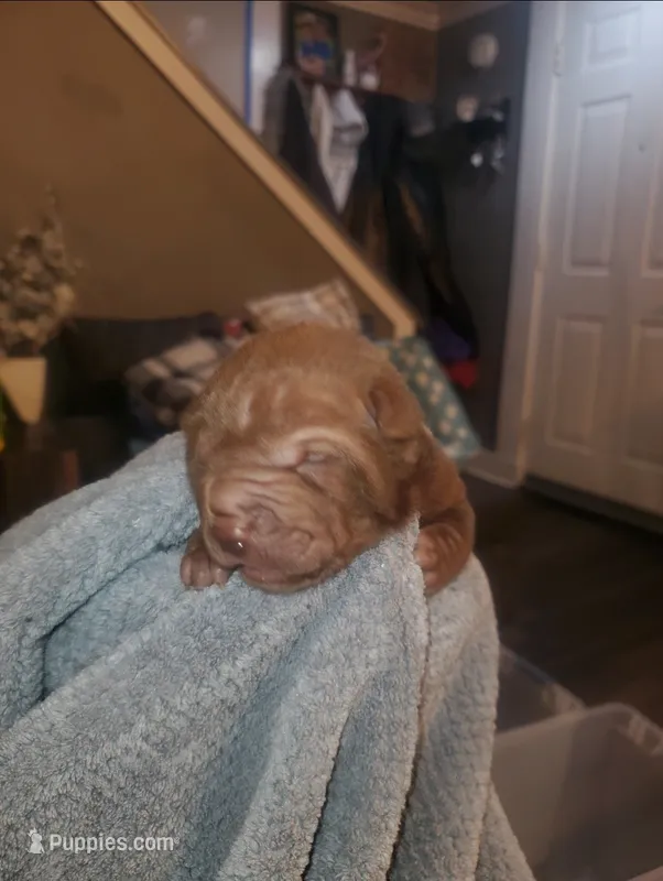 Aang – Chinese Shar-Pei puppy for sale in Allentown, PA