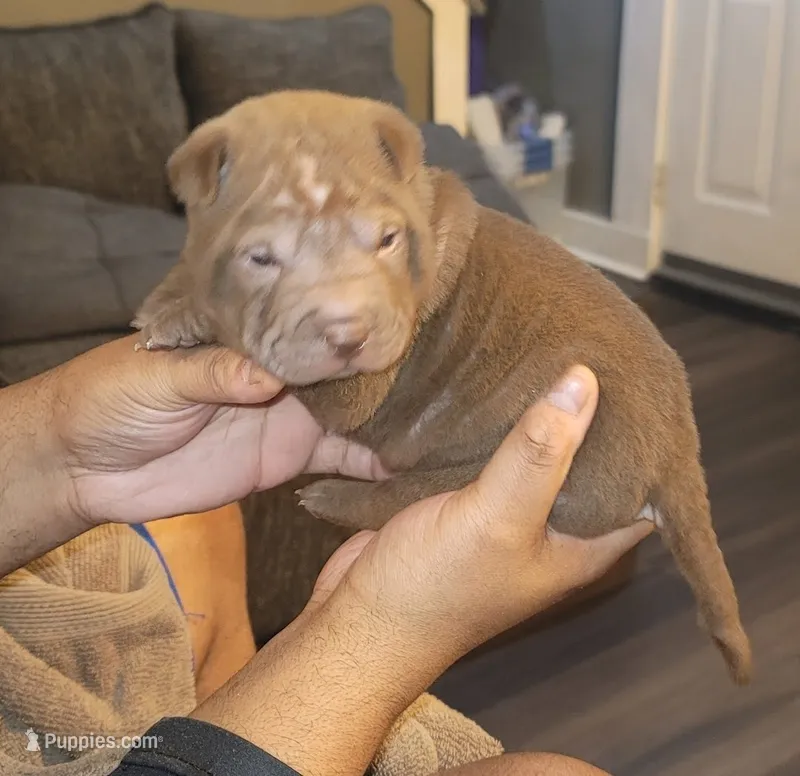 Aang – Chinese Shar-Pei puppy for sale in Allentown, PA