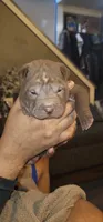 Aang, a male Chinese Shar-Pei for sale in Allentown, PA – 3 of 3