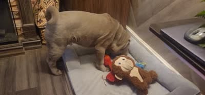 Ryker, a male Chinese Shar-Pei for sale in Allentown, PA – 3 of 3